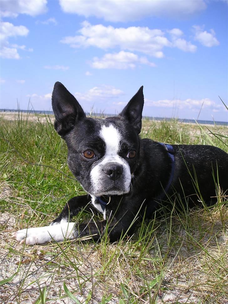 Boston terrier Lance - Lance solbader ved Assens billede 7