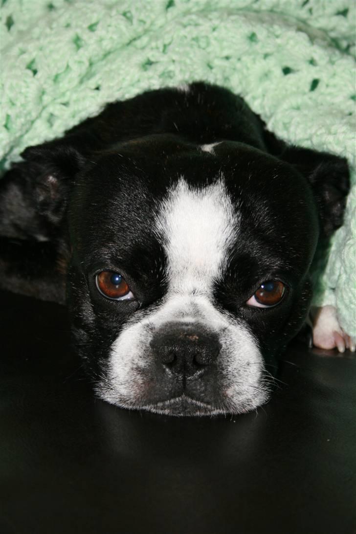 Boston terrier Lance - Totalt afslapning - derfor mit hængende udtryk! ;0) billede 8