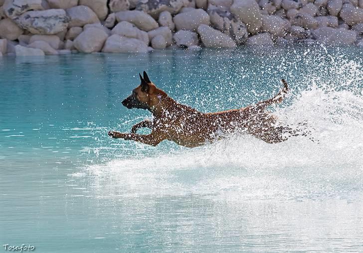 Malinois IPO3 Falco Mi-Ji - over regnbuen  - Tosa foto  billede 6