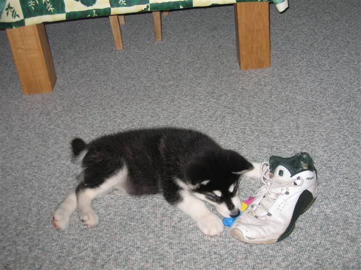 Alaskan malamute Kota*RIP* billede 7