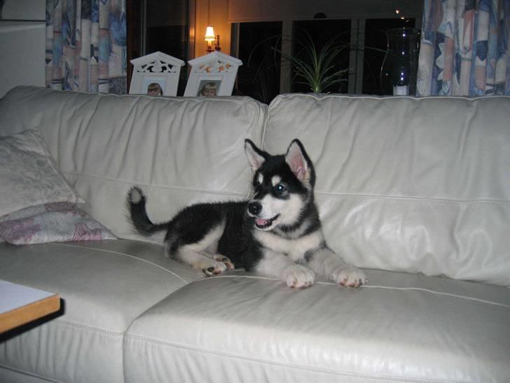 Alaskan malamute Kota*RIP* billede 8