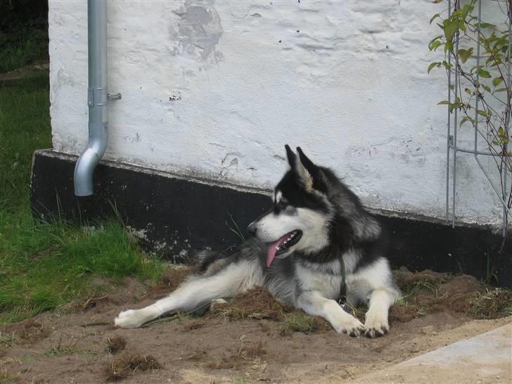 Alaskan malamute Kota*RIP* billede 9
