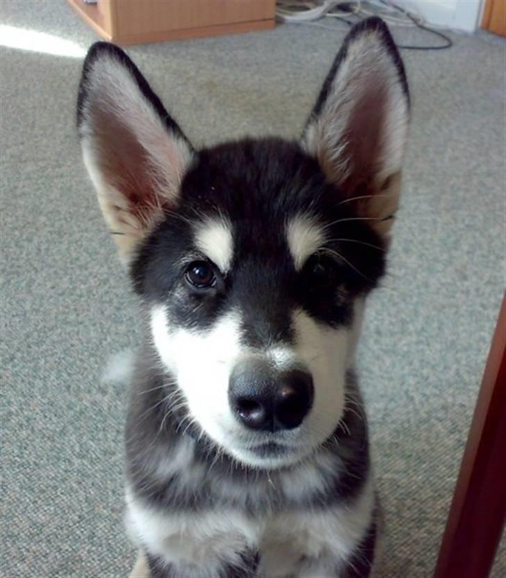 Alaskan malamute Kota*RIP* billede 10