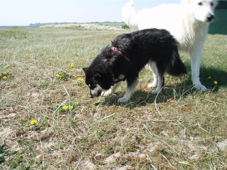 Hvid schæfer Blacktowns Carlsen billede 20