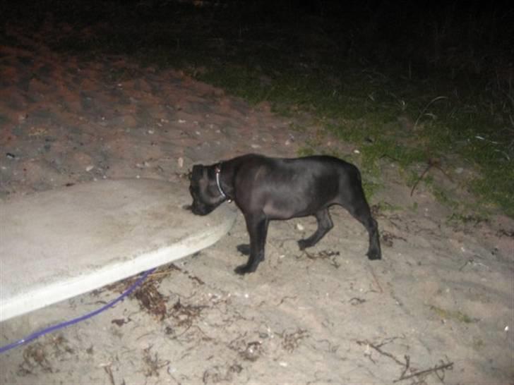 Staffordshire bull terrier Tiger billede 9