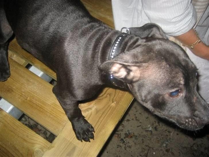 Staffordshire bull terrier Tiger billede 10