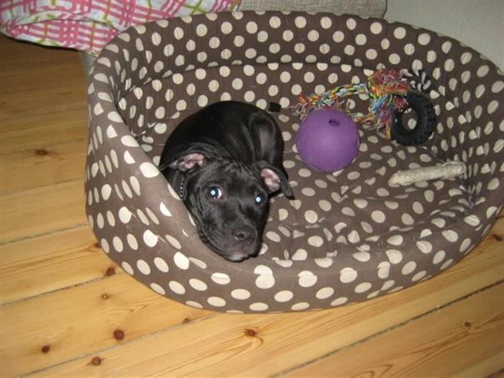 Staffordshire bull terrier Tiger billede 11