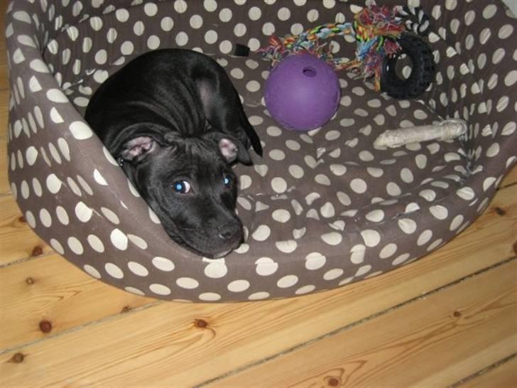 Staffordshire bull terrier Tiger billede 12