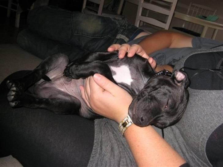 Staffordshire bull terrier Tiger billede 13