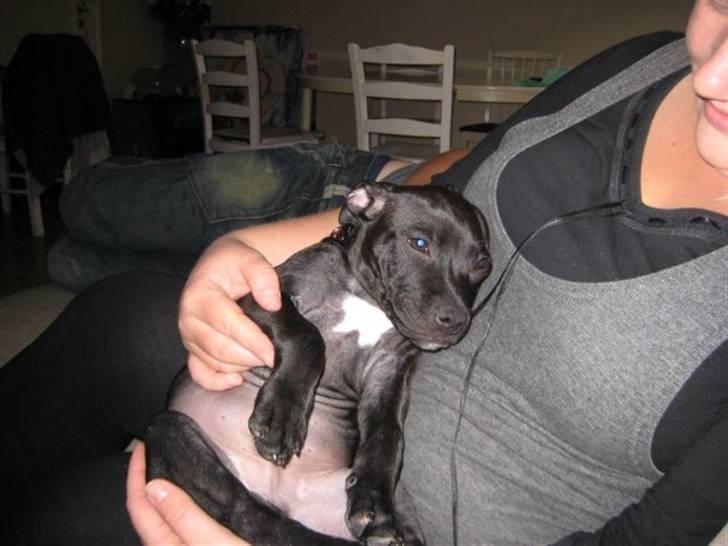 Staffordshire bull terrier Tiger billede 14