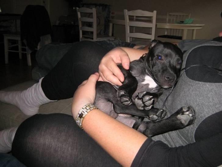 Staffordshire bull terrier Tiger billede 15