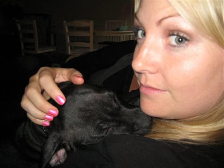 Staffordshire bull terrier Tiger billede 16