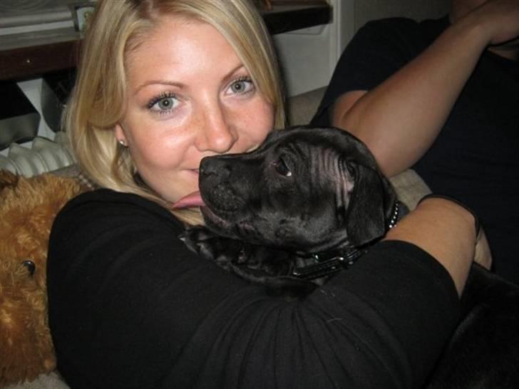 Staffordshire bull terrier Tiger billede 17