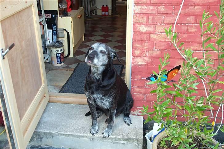 Labrador retriever Victor RIP billede 13