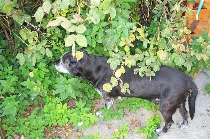 Labrador retriever Victor RIP billede 14