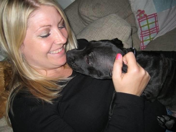 Staffordshire bull terrier Tiger billede 19