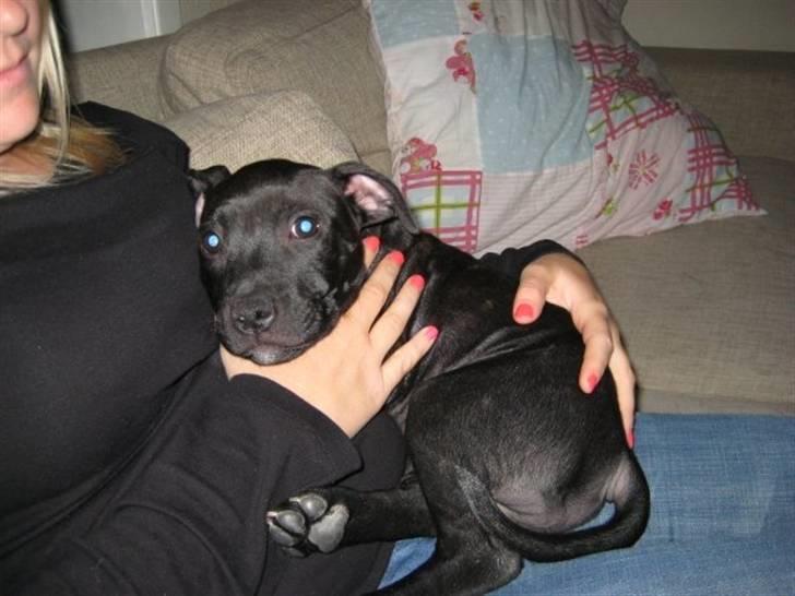 Staffordshire bull terrier Tiger billede 20