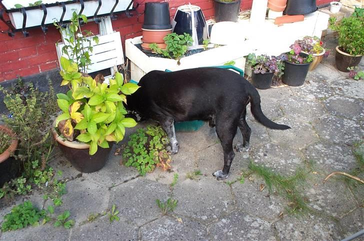 Labrador retriever Victor RIP billede 15