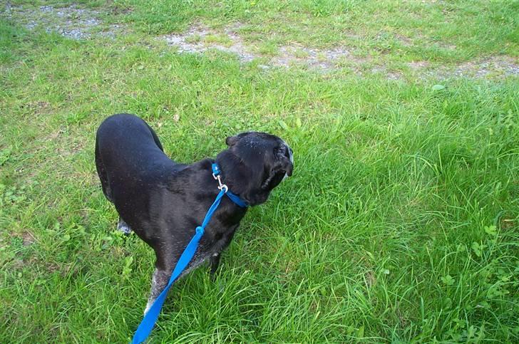 Labrador retriever Victor RIP billede 16