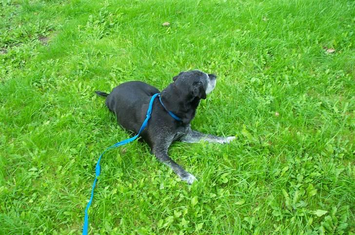 Labrador retriever Victor RIP billede 17