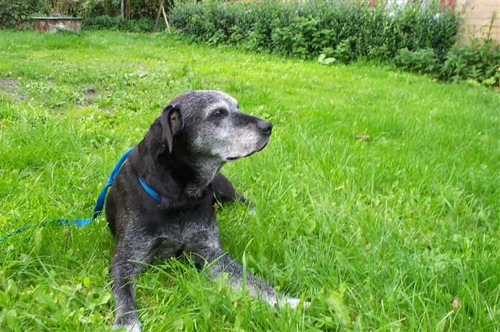 Labrador retriever Victor RIP billede 18