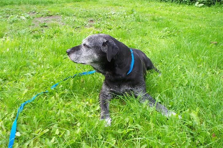 Labrador retriever Victor RIP billede 19