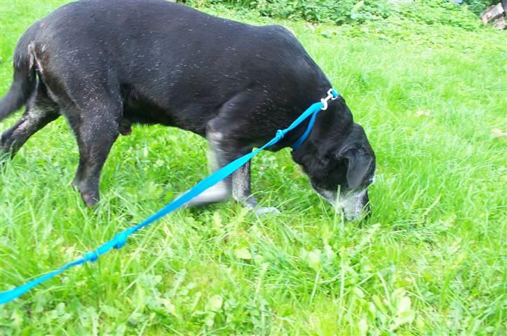 Labrador retriever Victor RIP billede 20