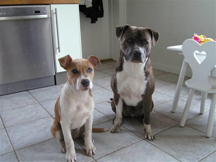 Amerikansk staffordshire terrier psycho - Psycho og datter Aya.. billede 2