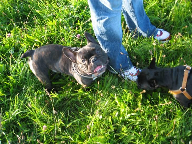 Fransk bulldog Anton - Bor hos far nu billede 15