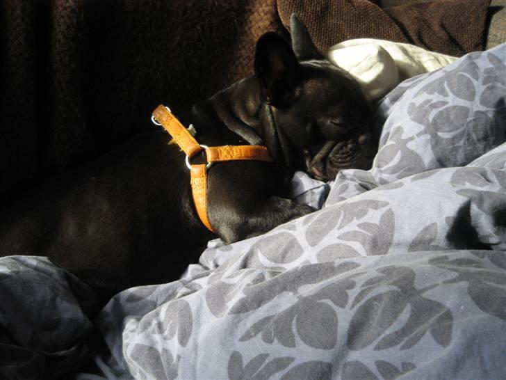 Fransk bulldog Emma R.I.P billede 16