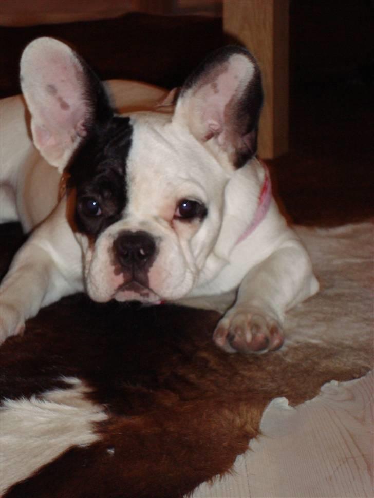 Fransk bulldog Josie R.I.P billede 6