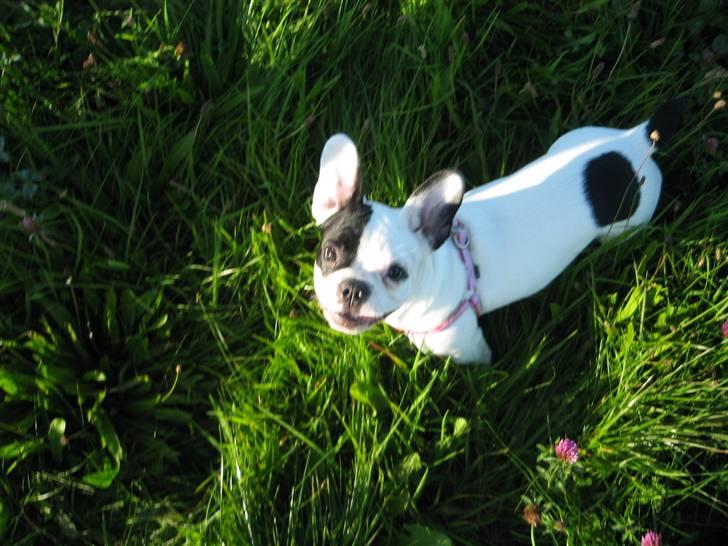 Fransk bulldog Josie R.I.P billede 7