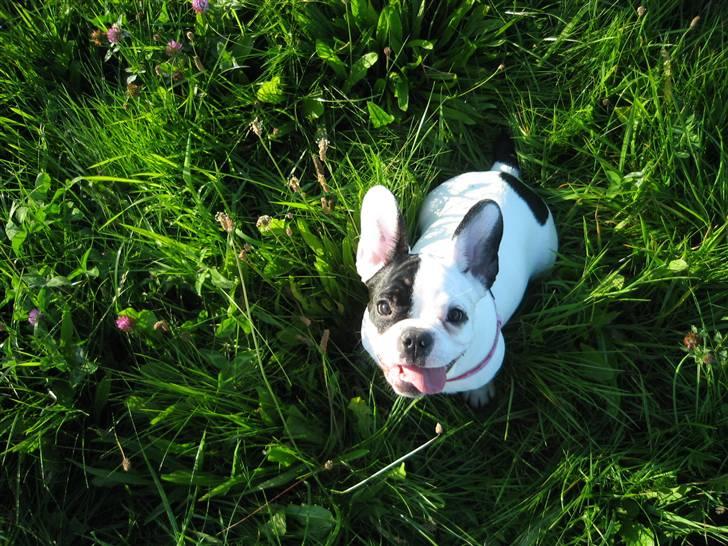 Fransk bulldog Josie R.I.P billede 8