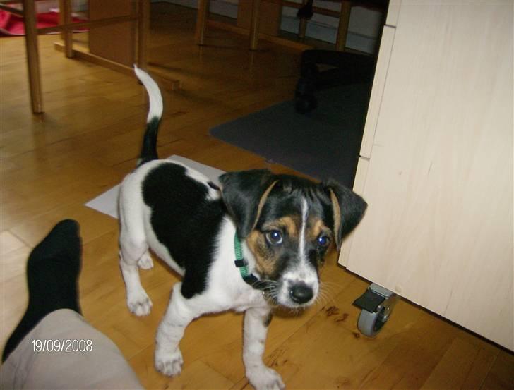 Dansk svensk gaardhund Cocio - Cocio 8 uger - de første dage i det nye hjem billede 2