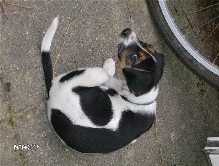 Dansk svensk gaardhund Cocio - Cocio 8 uger - de første dage i det nye hjem billede 4