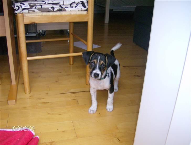 Dansk svensk gaardhund Cocio - Cocio 8 uger - de første dage i det nye hjem billede 5