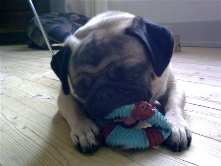 Mops Louis billede 13