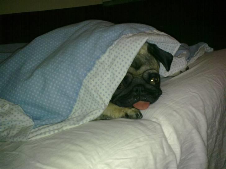 Mops Louis - Godmorgen :) billede 14