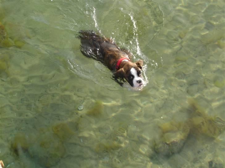 Boxer Nanna - Nanna´s første svømmetur juni 08 billede 3