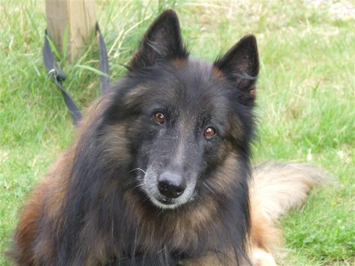 Tervueren vensis - jeg er bare så fotogen billede 1