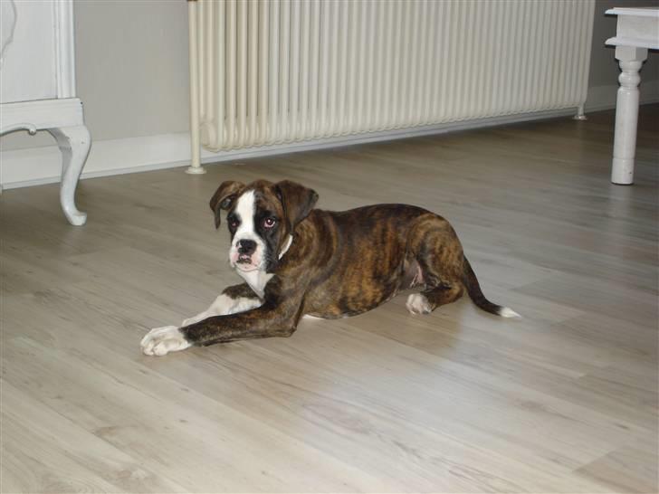 Boxer Nanna - Sikke fint hun kan blive liggende ;0) billede 4