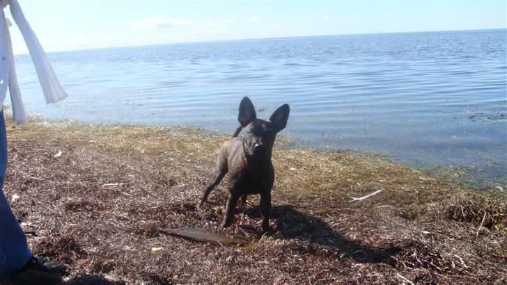 Blanding af racer Liva billede 19