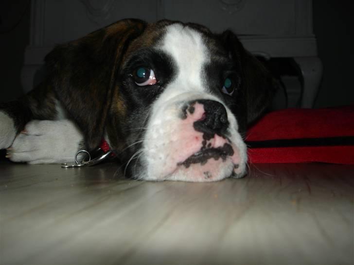 Boxer Nanna - Close up af Nanna billede 5