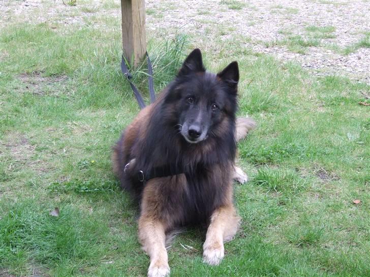 Tervueren vensis billede 2