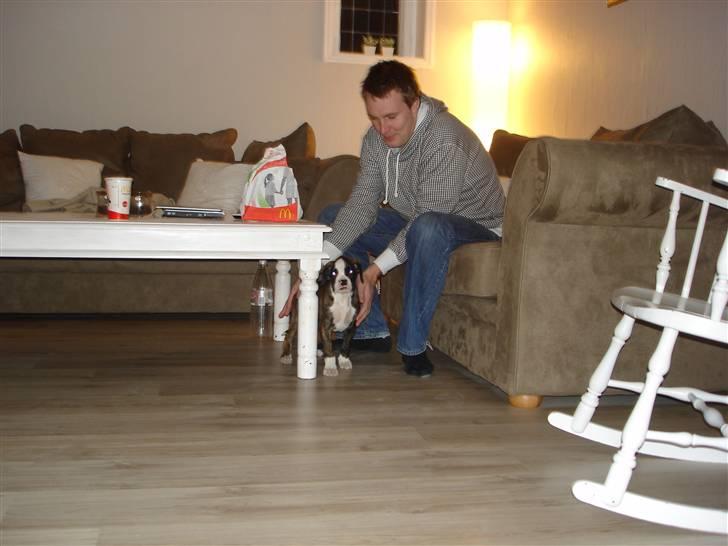 Boxer Nanna - Kl. 22.30 søndag d.13/4 08 - Nanna er lige ankommet til hendes nye hjem billede 6