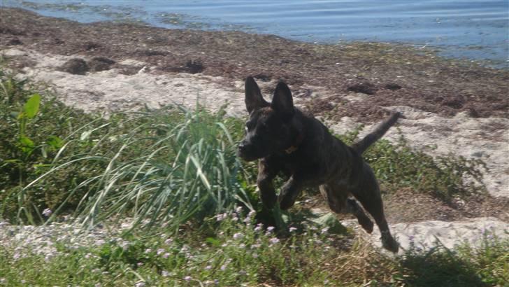 Blanding af racer Liva billede 20