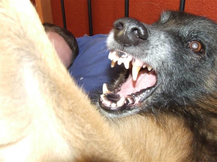 Tervueren vensis - smil til fotografen billede 3