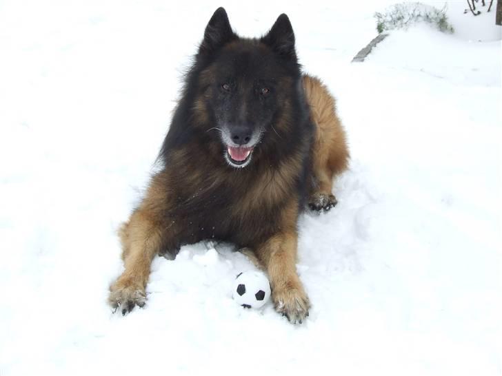 Tervueren vensis billede 4