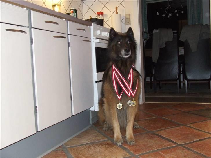 Tervueren vensis - alle de medaljer, jeg er dælme god billede 5