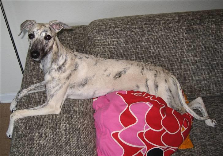 Whippet Piper - Tager lige en slapper i sofaen billede 7